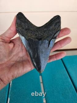MEGALODON SHARK TOOTH 4.78- REAL FOSSIL NO RESTORATIONS Rare Black/Gray