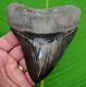 Megalodon Shark Tooth 4 & 7/16 In. Museum Grade Real Fossil Top 1%