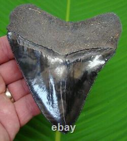 MEGALODON SHARK TOOTH 4 & 7/16 in. MUSEUM GRADE REAL FOSSIL TOP 1%
