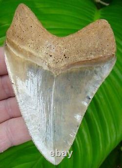 MEGALODON SHARK TOOTH 4 & 7/16 in. NOT FAKE REAL FOSSIL NO RESTORATIONS