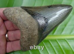 MEGALODON SHARK TOOTH 4 & 7/16 in. RARE GOLD PYRITE GALORE REAL FOSSIL