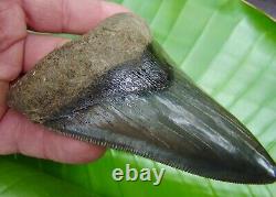 MEGALODON SHARK TOOTH 4 & 7/16 in. RARE GOLD PYRITE GALORE REAL FOSSIL