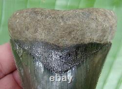 MEGALODON SHARK TOOTH 4 & 7/16 in. RARE GOLD PYRITE GALORE REAL FOSSIL