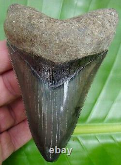 MEGALODON SHARK TOOTH 4 & 7/16 in. RARE GOLD PYRITE GALORE REAL FOSSIL