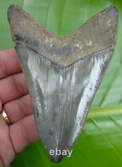 MEGALODON SHARK TOOTH 4 & 7/16 in. RARE GOLD PYRITE GALORE REAL FOSSIL