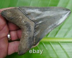 MEGALODON SHARK TOOTH 4 & 7/16 in. RARE GOLD PYRITE GALORE REAL FOSSIL