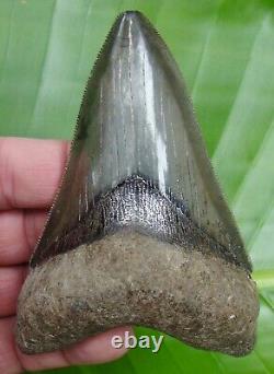 MEGALODON SHARK TOOTH 4 & 7/16 in. RARE GOLD PYRITE GALORE REAL FOSSIL
