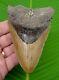 Megalodon Shark Tooth 4 & 7/16 In. Real Fossil