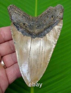 MEGALODON SHARK TOOTH 4 & 7/16 in. REAL FOSSIL