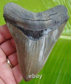 MEGALODON SHARK TOOTH 4 & 7/16 in. REAL FOSSIL withFREE DISPLAY STAND