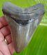 Megalodon Shark Tooth 4 & 7/16 In. Real Fossil Withfree Display Stand