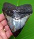 Megalodon Shark Tooth 4 & 7/16 In. Real Fossil With Free Display Stand