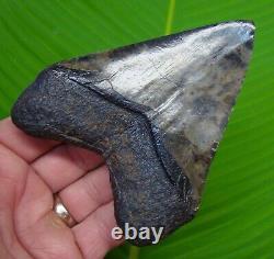 MEGALODON SHARK TOOTH 4 & 7/16 in. REAL FOSSIL with FREE DISPLAY STAND