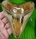 Megalodon Shark Tooth 4 & 7/8 In. Exceptional Gold Pyrite Real Fossil