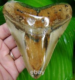 MEGALODON SHARK TOOTH 4 & 7/8 in. EXCEPTIONAL GOLD PYRITE REAL FOSSIL