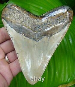 MEGALODON SHARK TOOTH 4 & 7/8 in. EXCEPTIONAL GOLD PYRITE REAL FOSSIL