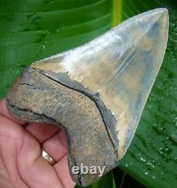 MEGALODON SHARK TOOTH 4 & 7/8 in. RARE BATTERY CREEK COLORFUL REAL