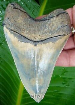 MEGALODON SHARK TOOTH 4 & 7/8 in. RARE BATTERY CREEK COLORFUL REAL