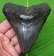 Megalodon Shark Tooth 4 & 7/8 In. Real Fossil With Free Display Stand