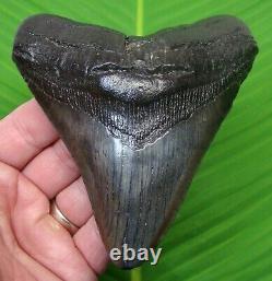MEGALODON SHARK TOOTH 4 & 7/8 in. REAL FOSSIL with FREE DISPLAY STAND