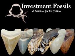 MEGALODON SHARK TOOTH 4 & 7/8 in. REAL FOSSIL with FREE DISPLAY STAND