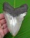 Megalodon Shark Tooth 4 & 7/8 In. Serrated With Free Stand No Restoration