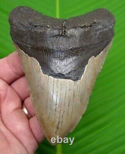 MEGALODON SHARK TOOTH 4 & 7/8 in. SERRATED with FREE STAND NO RESTORATION