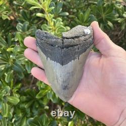 MEGALODON SHARK TOOTH 4.82 AUTHENTIC Real Fossil