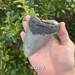 MEGALODON SHARK TOOTH 4.82 AUTHENTIC Real Fossil