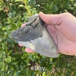 MEGALODON SHARK TOOTH 4.82 AUTHENTIC Real Fossil