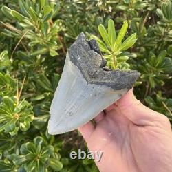 MEGALODON SHARK TOOTH 4.82 AUTHENTIC Real Fossil