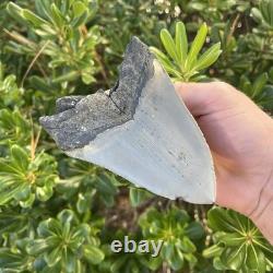 MEGALODON SHARK TOOTH 4.82 AUTHENTIC Real Fossil