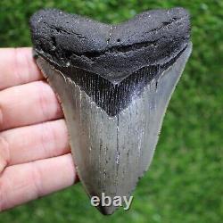 MEGALODON SHARK TOOTH 4.85 Extinct Fossil Authentic -Not Restored (WT4-317)