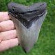 Megalodon Shark Tooth 4.85 Extinct Fossil Authentic -not Restored (wt4-317)