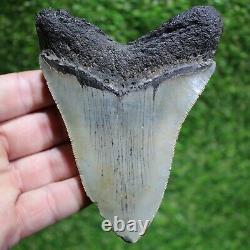 MEGALODON SHARK TOOTH 4.85 Extinct Fossil Authentic -Not Restored (WT4-317)