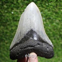 MEGALODON SHARK TOOTH 4.85 Extinct Fossil Authentic -Not Restored (WT4-317)