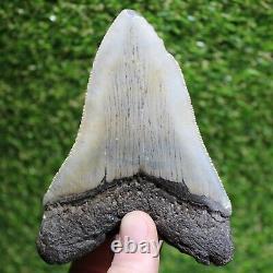 MEGALODON SHARK TOOTH 4.85 Extinct Fossil Authentic -Not Restored (WT4-317)