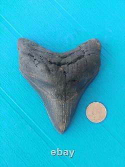 MEGALODON SHARK TOOTH 4.85- REAL FOSSIL NO RESTORATIONS Rare Black/Gray
