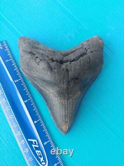 MEGALODON SHARK TOOTH 4.85- REAL FOSSIL NO RESTORATIONS Rare Black/Gray