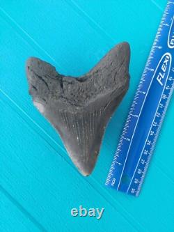 MEGALODON SHARK TOOTH 4.85- REAL FOSSIL NO RESTORATIONS Rare Black/Gray