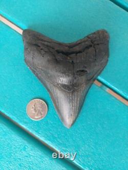MEGALODON SHARK TOOTH 4.85- REAL FOSSIL NO RESTORATIONS Rare Black/Gray