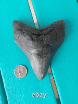 MEGALODON SHARK TOOTH 4.85- REAL FOSSIL NO RESTORATIONS Rare Black/Gray