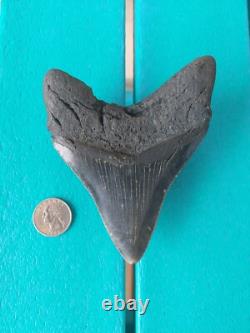 MEGALODON SHARK TOOTH 4.85- REAL FOSSIL NO RESTORATIONS Rare Black/Gray