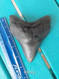 MEGALODON SHARK TOOTH 4.85- REAL FOSSIL NO RESTORATIONS Rare Black/Gray