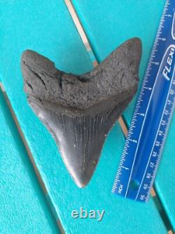 MEGALODON SHARK TOOTH 4.85- REAL FOSSIL NO RESTORATIONS Rare Black/Gray