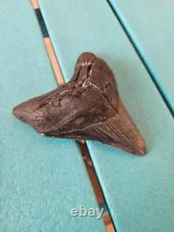 MEGALODON SHARK TOOTH 4.85- REAL FOSSIL NO RESTORATIONS Rare Black/Gray