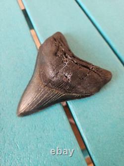 MEGALODON SHARK TOOTH 4.85- REAL FOSSIL NO RESTORATIONS Rare Black/Gray