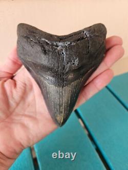 MEGALODON SHARK TOOTH 4.85- REAL FOSSIL NO RESTORATIONS Rare Black/Gray