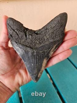 MEGALODON SHARK TOOTH 4.85- REAL FOSSIL NO RESTORATIONS Rare Black/Gray