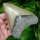 Megalodon Shark Tooth 4.85 In. Best Of The Best Real Fossil = Sydni